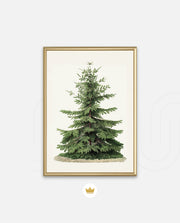 Botanical Evergreen Study