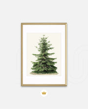 Botanical Evergreen Study