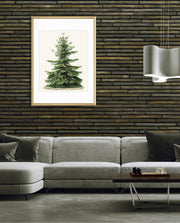Botanical Evergreen Study