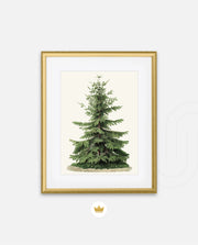 Botanical Evergreen Study