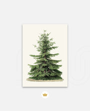 Botanical Evergreen Study