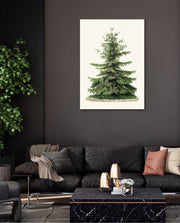 Botanical Evergreen Study