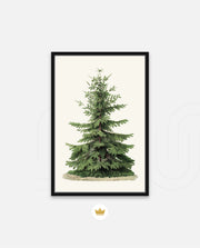 Botanical Evergreen Study