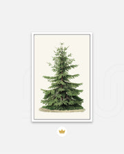 Botanical Evergreen Study
