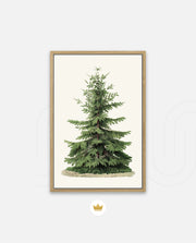 Botanical Evergreen Study