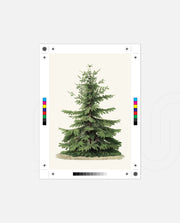 Botanical Evergreen Study