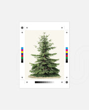 Botanical Evergreen Study