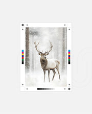 Majestic Winter Stag