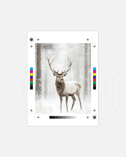 Majestic Winter Stag