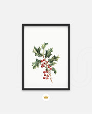 Holly Berry Botanical
