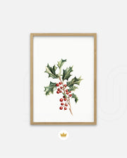 Holly Berry Botanical