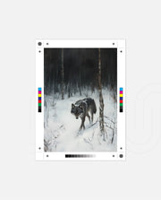 Lone Wolf in Winter