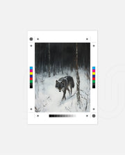 Lone Wolf in Winter