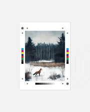 Winter Fox Wanderer
