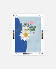 Daisy Blue