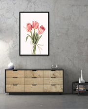 Soft Tulips