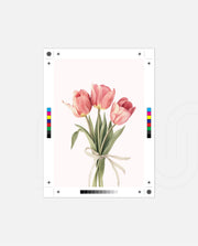 Soft Tulips