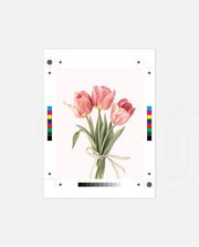 Soft Tulips