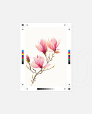 Blush Magnolia