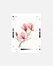 Blush Magnolia
