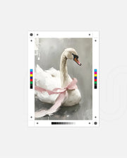 Blush Swan