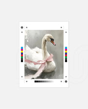 Blush Swan