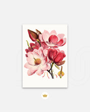 Rose Magnolia