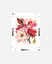 Rose Magnolia