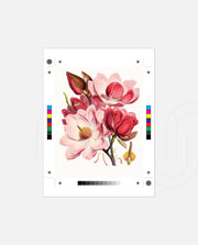 Rose Magnolia