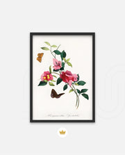 Botanical Butterflies
