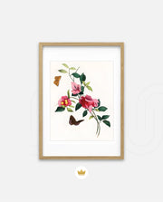 Botanical Butterflies
