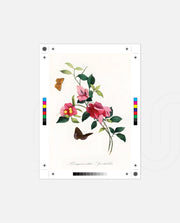 Botanical Butterflies