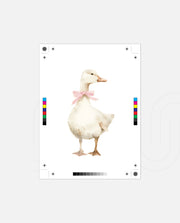 Blush Duck