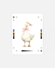 Blush Duck