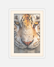 White Tiger Amber Dots