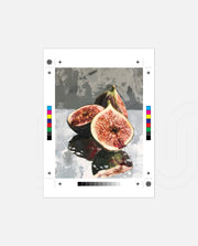 Fig Still
