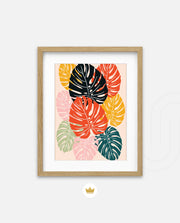 Monstera Medley