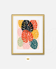 Monstera Medley