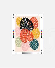 Monstera Medley