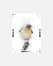 Golden Scribble Bird