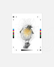 Golden Scribble Bird