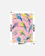 Pastel Parakeet Party