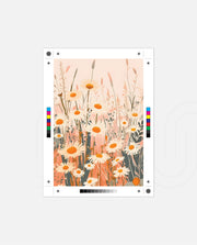 Blush Daisy Meadow