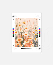 Blush Daisy Meadow