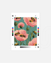 Honeybloom Poppy