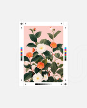 Coral Camellia