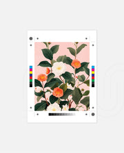 Coral Camellia
