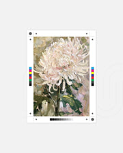 Blush Chrysanthemum