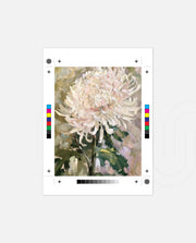 Blush Chrysanthemum