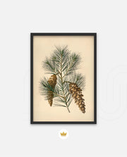 Pine Cone Branch